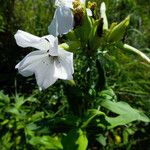 Saponaria officinalis Квітка