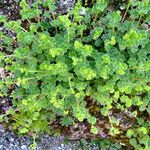 Alchemilla sericata عادت داشتن