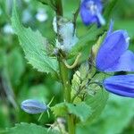 Campanula rhomboidalis Blad