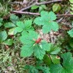 Rubus pedatus Leaf