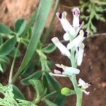 Fumaria parviflora Lorea