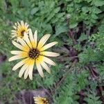 Arctotheca calendulaFlower