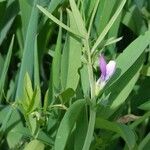 Vicia bithynica Λουλούδι