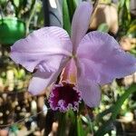 Cattleya trianae 花