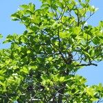 Macoubea guianensis Хабит