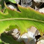 Launaea intybacea Leaf
