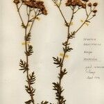 Jacobaea erucifolia फूल