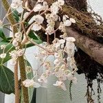 Begonia urophylla Цвят