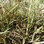 Bothriochloa ischaemum 叶