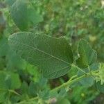 Malva thuringiaca Leaf