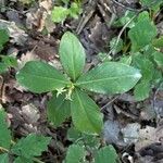 Daphne pontica Hoja