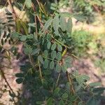 Indigofera australis Leaf