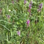 Anacamptis laxiflora Квітка