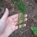 Acacia verticillata Fruct