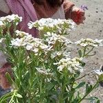 Iberis semperflorens Çiçek