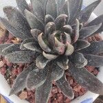 Echeveria affinis Ліст