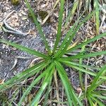Eryngium paniculatum Habit