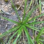 Eryngium paniculatum Хабит