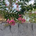 Lagerstroemia indicaFlower