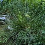 Deschampsia cespitosa Habit