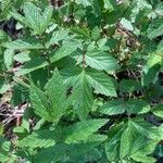 Rubus fraxinifolius Hoja