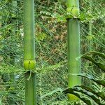 Equisetum giganteum Blatt