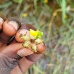 Utricularia stellaris Λουλούδι