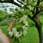 Cotoneaster multiflorus पत्ता