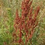 Rumex aquaticus Фрукт