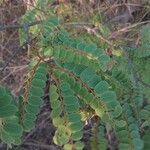 Senna auriculata Leaf