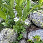 Anemonoides baldensis Habitat