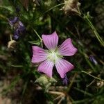 Malva punctata Flower