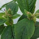 Acalypha aristata Kvet