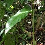Spathiphyllum phryniifolium Corteccia