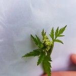 Pimpinella majorBlomma