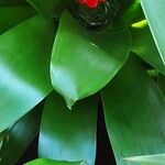 Guzmania lingulata পাতা