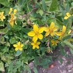 Chrysogonum virginianum Flower