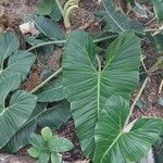 Philodendron deflexum List