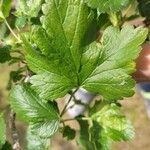 Ribes uva-crispa Yaprak