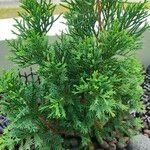 Juniperus chinensis Blatt