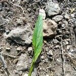 Phyteuma betonicifolium Hoja