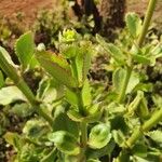 Kalanchoe densiflora Sonstige