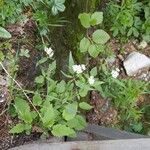 Valeriana tripteris Blomst