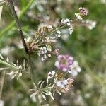 Lepidium graminifoliumപുഷ്പം