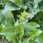 Eryngium alpinumFeuille