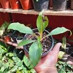 Chlorophytum orchidastrum Foglia