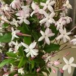 Jasminum polyanthum Flower