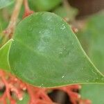 Notopleura parasitica Leaf