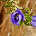 Veronica glandulosa Blüte
