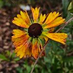 Helenium autumnale Blüte